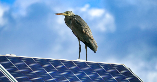 L´Ademe et l´OFB lancent un suivi des oiseaux dans les parcs photovoltaques