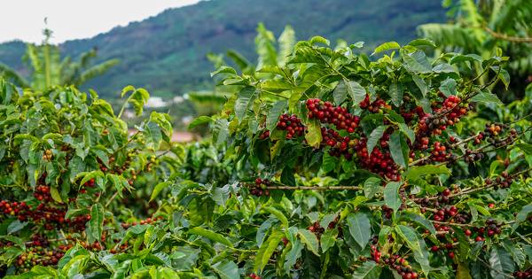 De nouvelles recommandations du Cirad pour valuer l'impact environnemental du caf